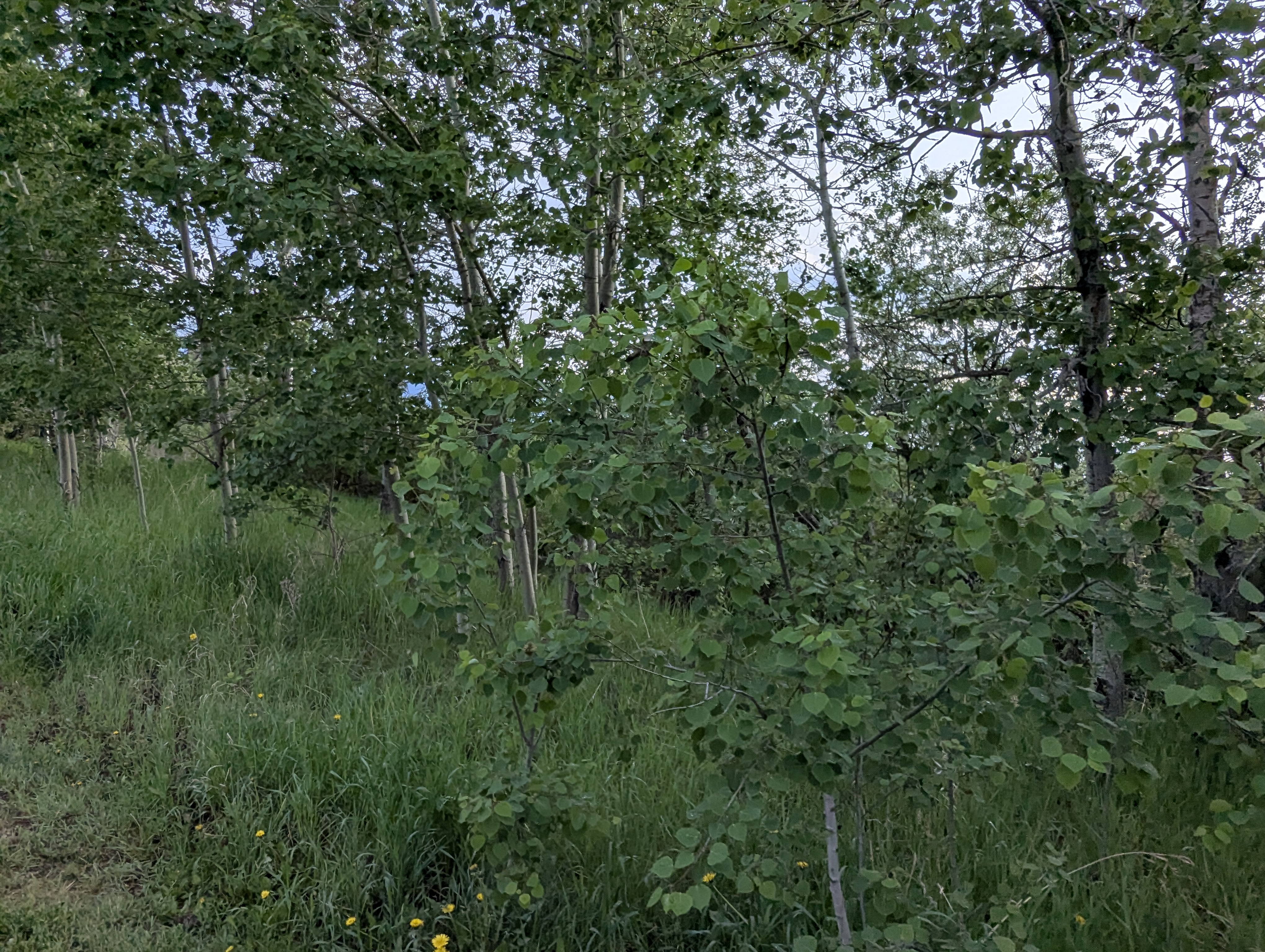 Birthday Trip to Canada, Edmonton